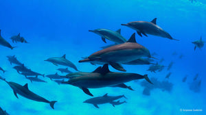 dolphins_dcec